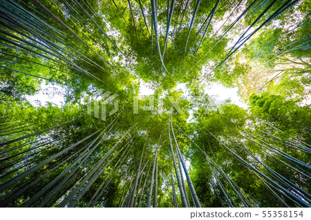 Beautiful bamboo grove tree in arashiyama Beautiful bamboo grove tree in arashiyama 55358154