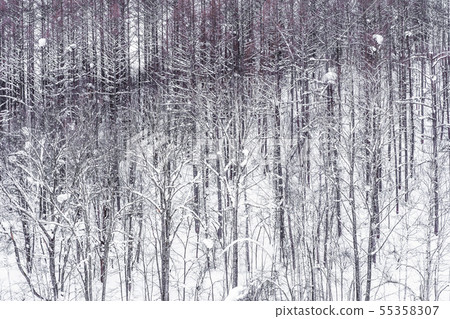 Beautiful landscape of tree branch group in snow winter 55358307