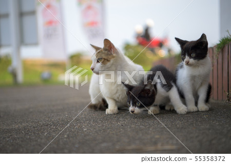 甲蟲小貓 55358372