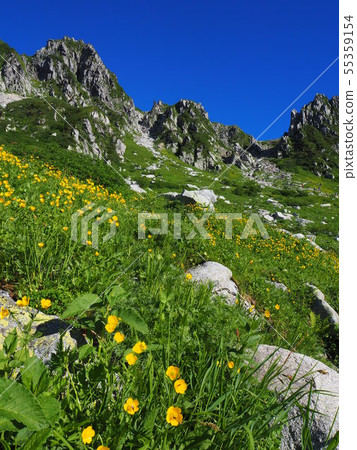 Summer Senjyo Kiki curl 55359154