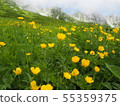 Senjojiki Curl Flower Field 55359375