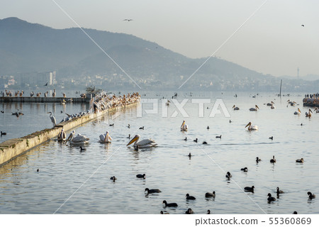 Migratory Pelican Birds and Black Ducks on Lake 55360869