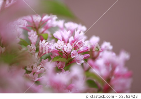 初夏的花朵 55362428