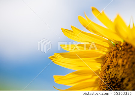 sunflower	 55363355