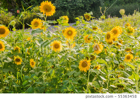 Sunflower and blue sky, flower field, backlit Sunflower and blue sky, flower field, backlit 55363458