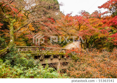 Autumn Shiga Sakamoto Hiyoshi Taisha Omiya Bridge Autumn Shiga Sakamoto Hiyoshi Taisha Omiya Bridge 55363541