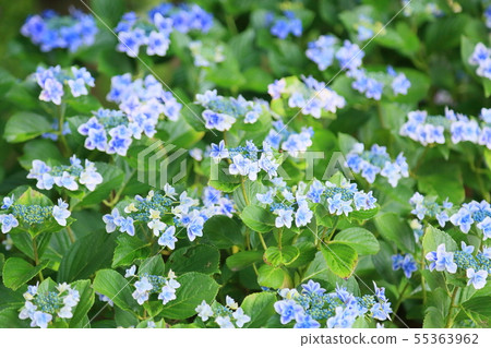 Gaku hydrangea flower 55363962