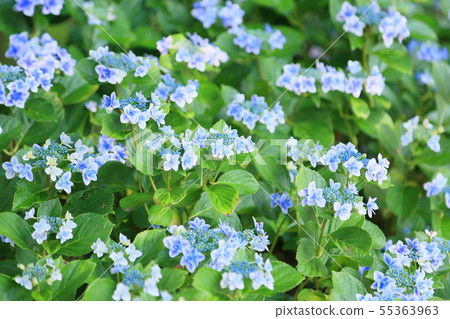 Gaku繡球花 Gaku繡球花 55363963