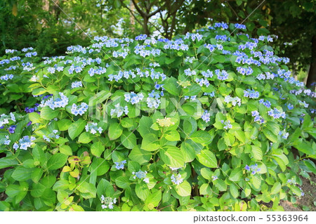 Gaku繡球花 55363964