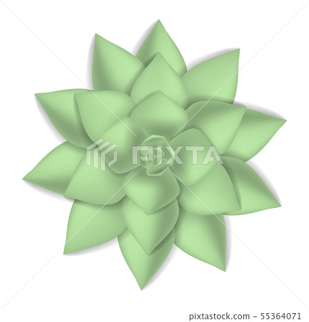 Green succulent icon, realistic style 55364071