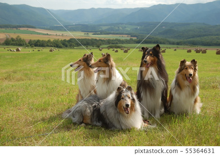 在壯麗的風景 55364631