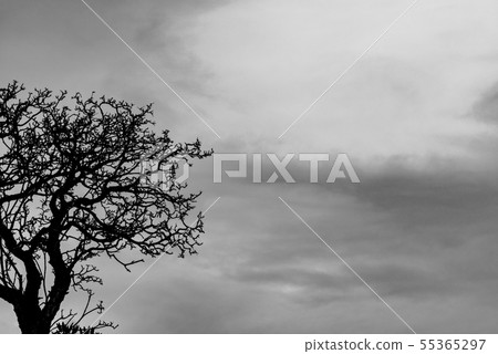 Silhouette dead tree and branch on grey sky 55365297