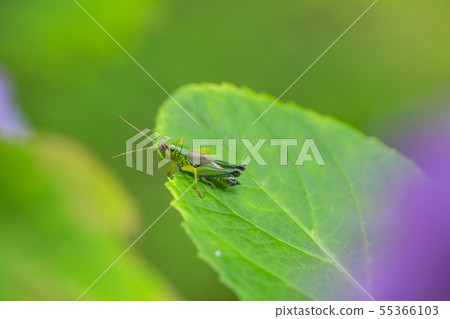 A horse riding on a hydrangea leaf A horse riding on a hydrangea leaf 55366103