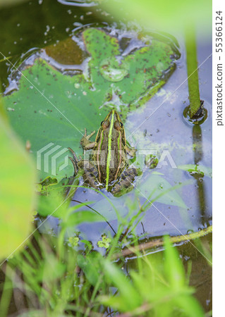 Tonoma Frog in the pond 55366124