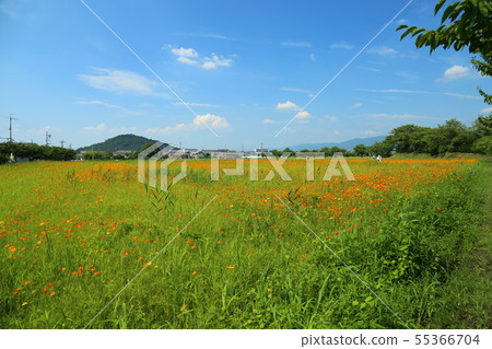 Kibana Cosmos Flower Garden [Karahara City, Nara Prefecture] 55366704