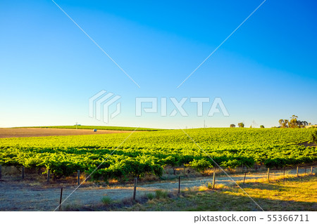 Barossa Valley wine region Barossa Valley wine region 55366711