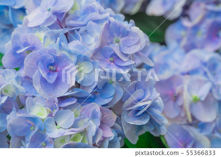 繡球 55366833