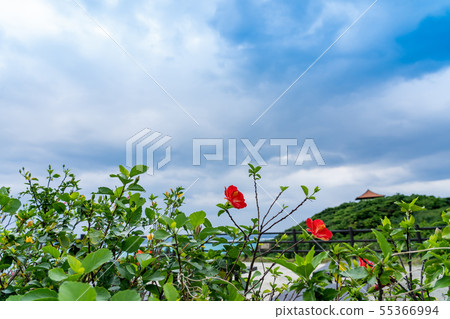 芙蓉俯瞰沖繩Ishigakijima Tamatorizaki天文台 芙蓉俯瞰沖繩Ishigakijima Tamatorizaki天文台 55366994