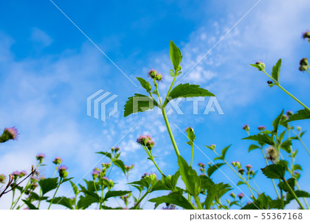 Small flower of goat weed and blue sky background 55367168