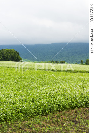 Horokanai鎮的蕎麥麵田 55367238