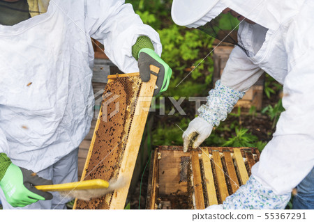 養蜂人收集蜂蜜 養蜂人收集蜂蜜 55367291