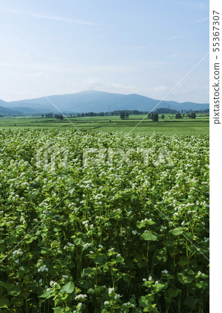 Horokanai鎮的蕎麥麵田 55367307