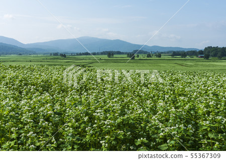 Horokanai鎮的蕎麥麵田 55367309