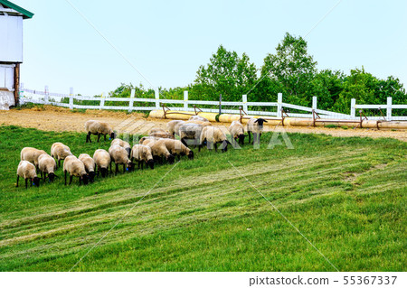 Grazed sheep Sheep and clouds hills Shibetsu city Grazed sheep Sheep and clouds hills Shibetsu city 55367337