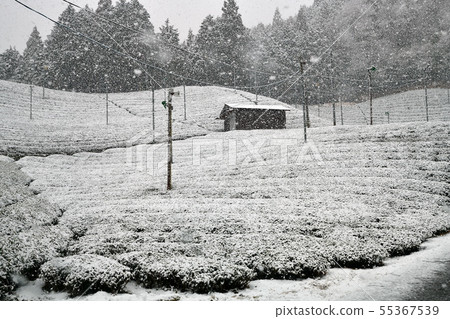 Tea field snow scene 55367539