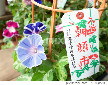 東京Iridani Asagao節 55368591