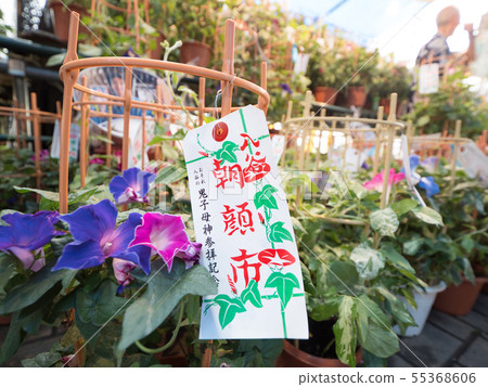 東京Iridani Asagao節 55368606
