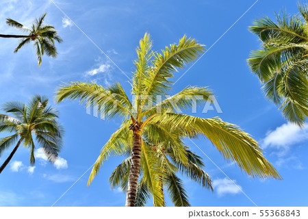 夏威夷的假期 55368843