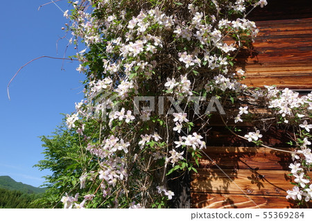 Clematis Clematis 55369284