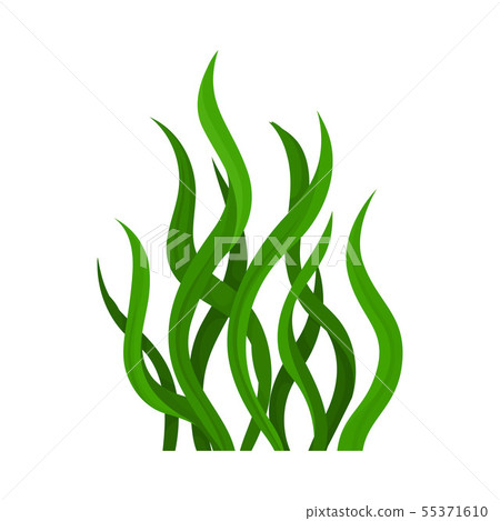 Green algae. Vector illustration on white background. 55371610