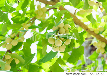 銀杏樹和銀杏樹莓果 55372158