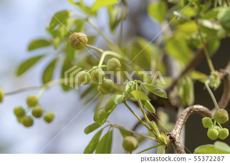 Akebi Akebi 55372287