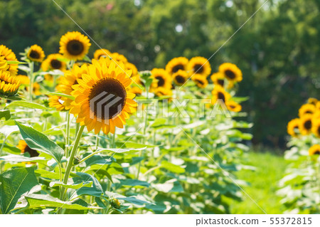 Sunflower field in Mami hilly park Sunflower field in Mami hilly park 55372815