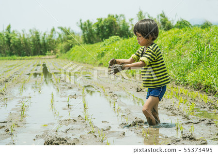Farmer child rice field Farmer child rice field 55373495