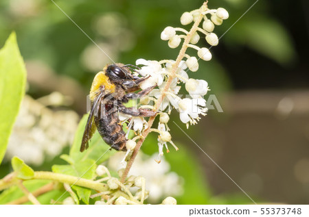 Carpenter bee Carpenter bee 55373748