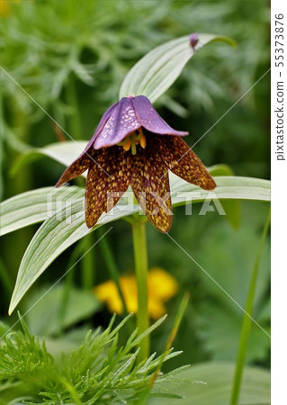 Miya macro lily blooming in the Central Alps Senjojin flower garden Miya macro lily blooming in the Central Alps Senjojin flower garden 55373876