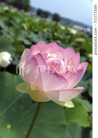 Lotus flower pink water lily Lotus flower pink water lily 55373886