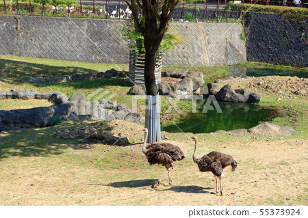 盛岡市動物園，鴕鳥 55373924
