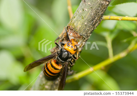 Hornet Hornet 55373944