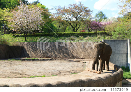 Morioka City Animal Park, African Elephant 55373949