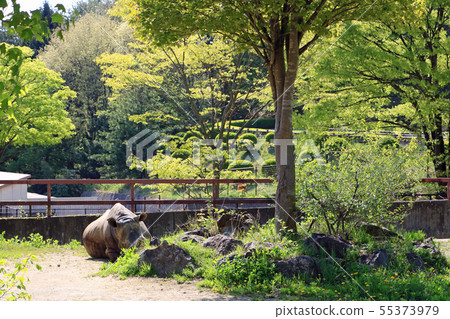 盛岡市動物公園，白犀牛 55373979