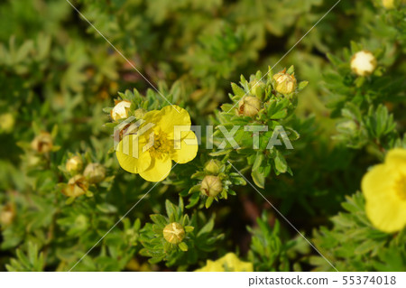 Shrubby Cinquefoil Sommerflor 55374018
