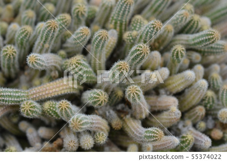 Peanut cactus Peanut cactus 55374022