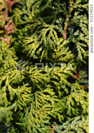 Hinoki cypress Maureen 55374023