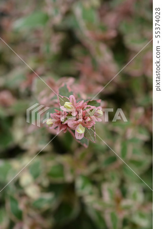 Glossy abelia Magic Daydream 55374028