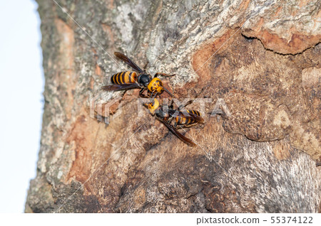 Hornet 55374122
